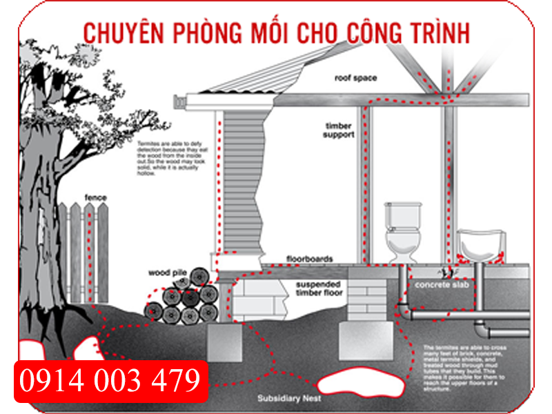 Diệt mối và côn trùng tại Bình Định